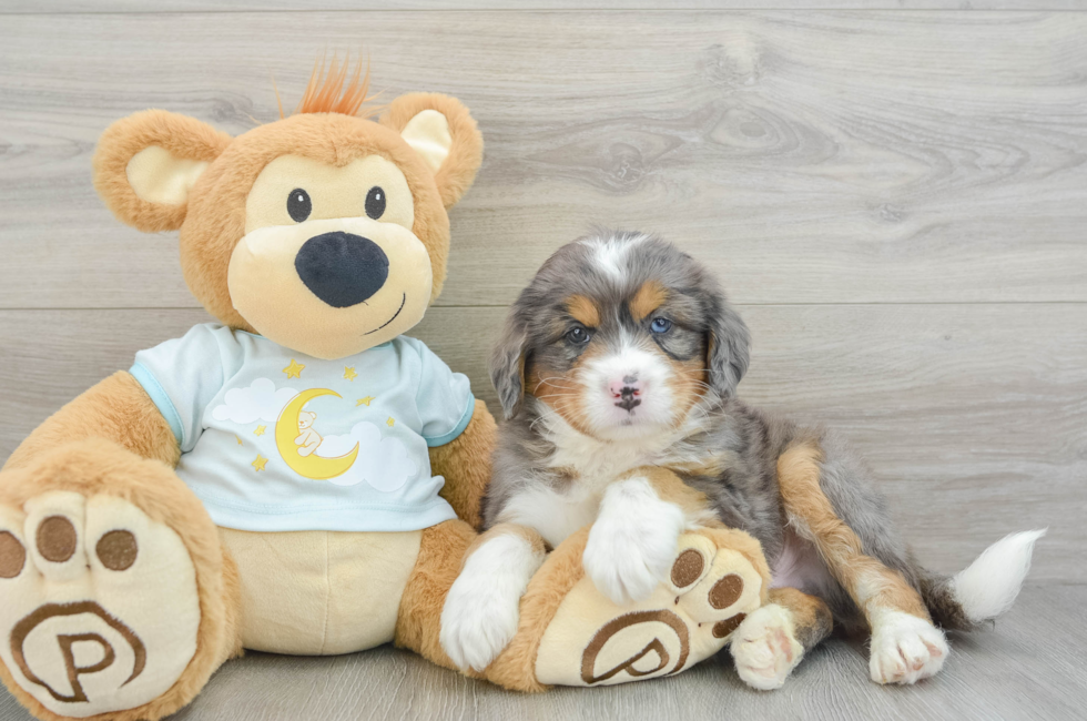 5 week old Mini Bernedoodle Puppy For Sale - Pilesgrove Pups