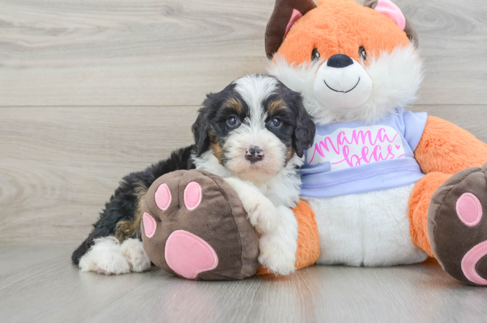 6 week old Mini Bernedoodle Puppy For Sale - Pilesgrove Pups