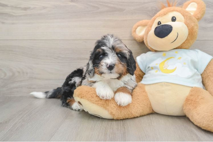 Mini Bernedoodle Puppy for Adoption