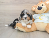 7 week old Mini Bernedoodle Puppy For Sale - Pilesgrove Pups