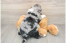 Happy Mini Bernedoodle Baby