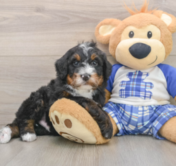 7 week old Mini Bernedoodle Puppy For Sale - Pilesgrove Pups