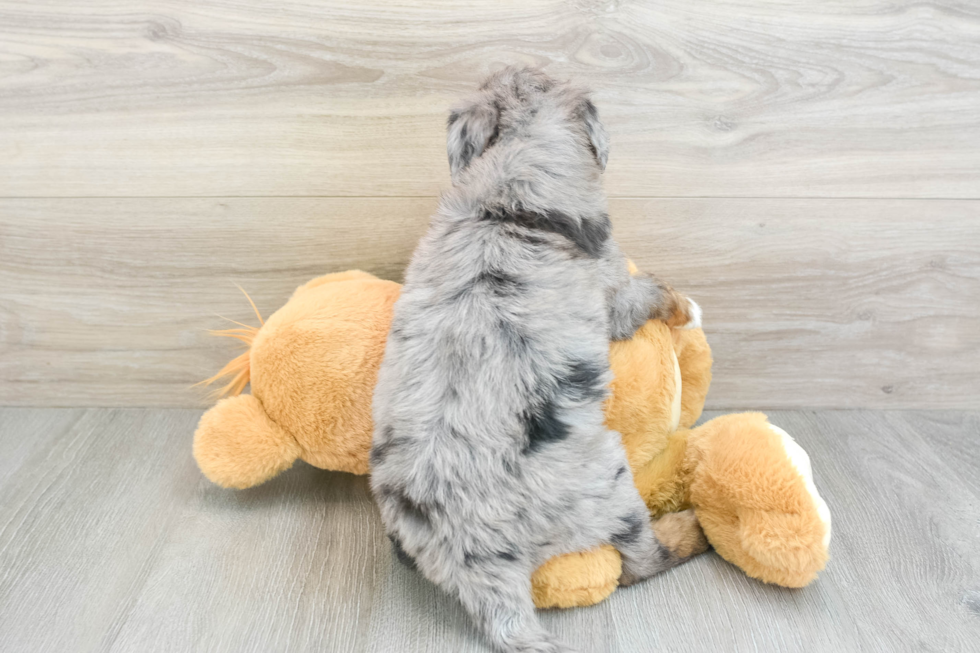 Mini Bernedoodle Pup Being Cute