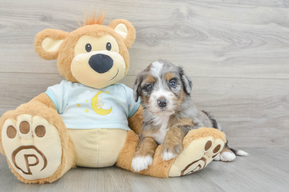 Best Mini Bernedoodle Baby