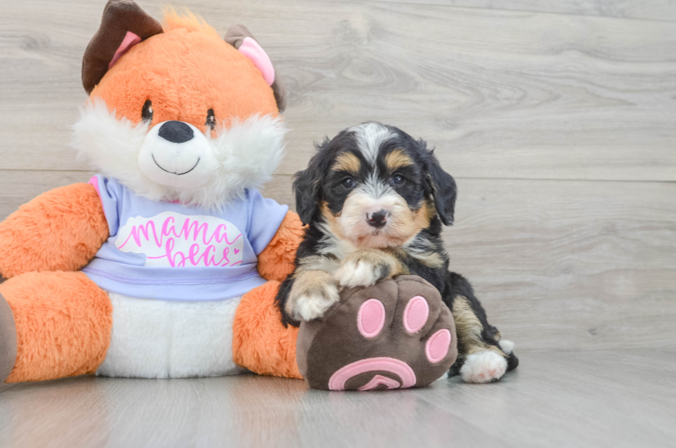 6 week old Mini Bernedoodle Puppy For Sale - Pilesgrove Pups