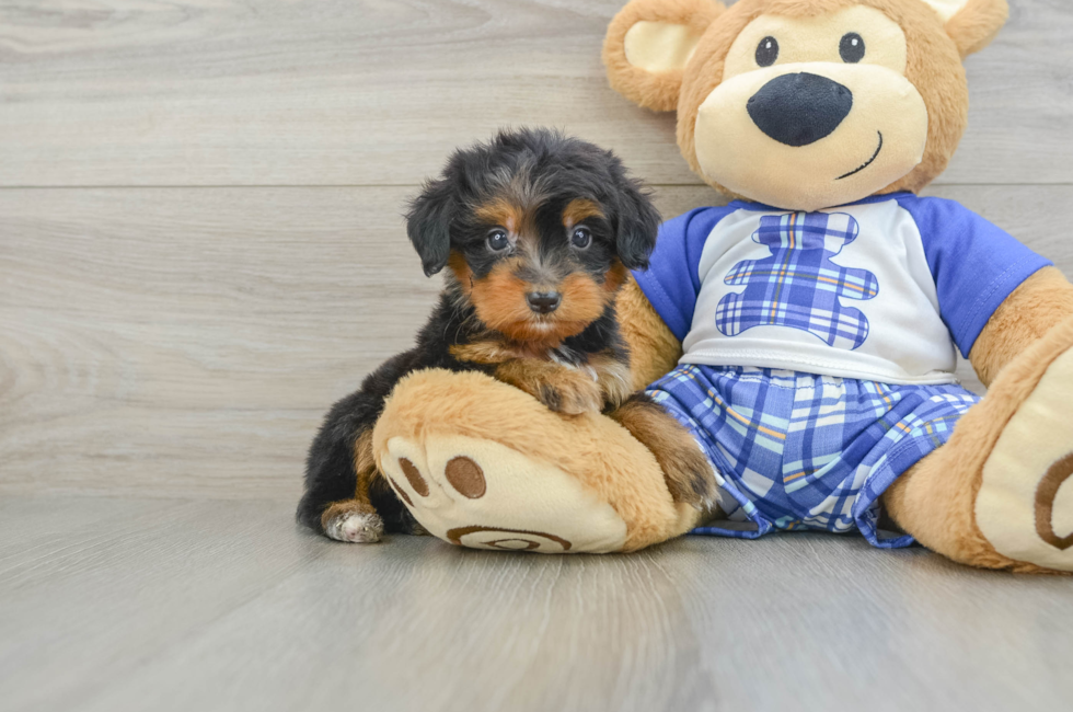 7 week old Mini Bernedoodle Puppy For Sale - Pilesgrove Pups