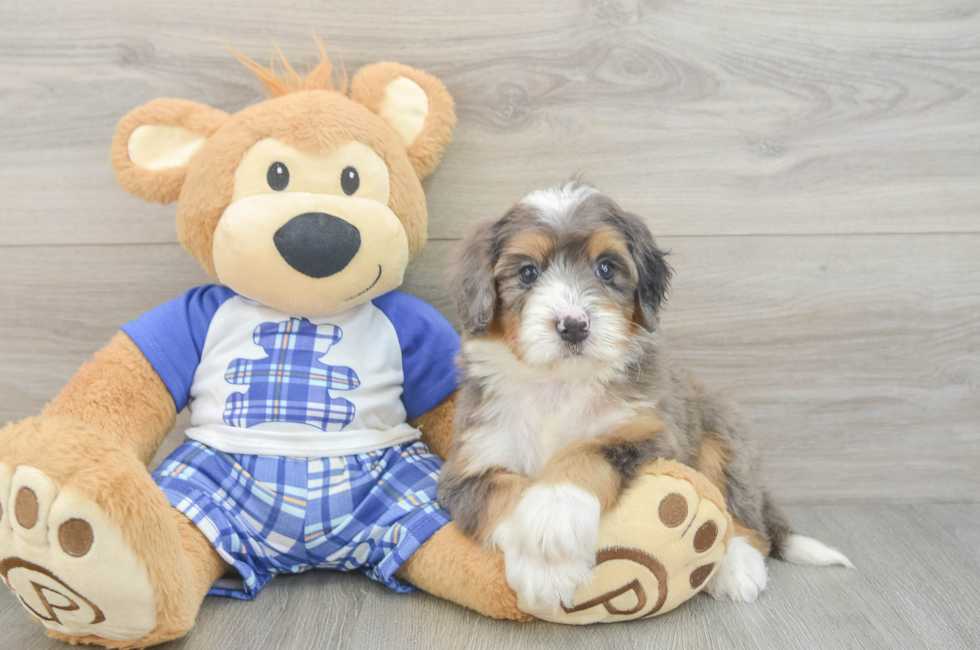 5 week old Mini Bernedoodle Puppy For Sale - Pilesgrove Pups