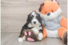 Mini Bernedoodle Puppy for Adoption