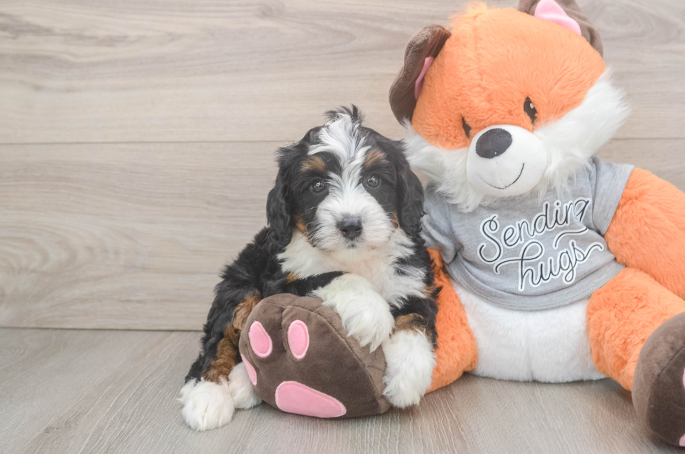 6 week old Mini Bernedoodle Puppy For Sale - Pilesgrove Pups