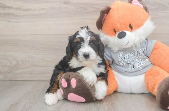 Mini Bernedoodle Puppy for Adoption