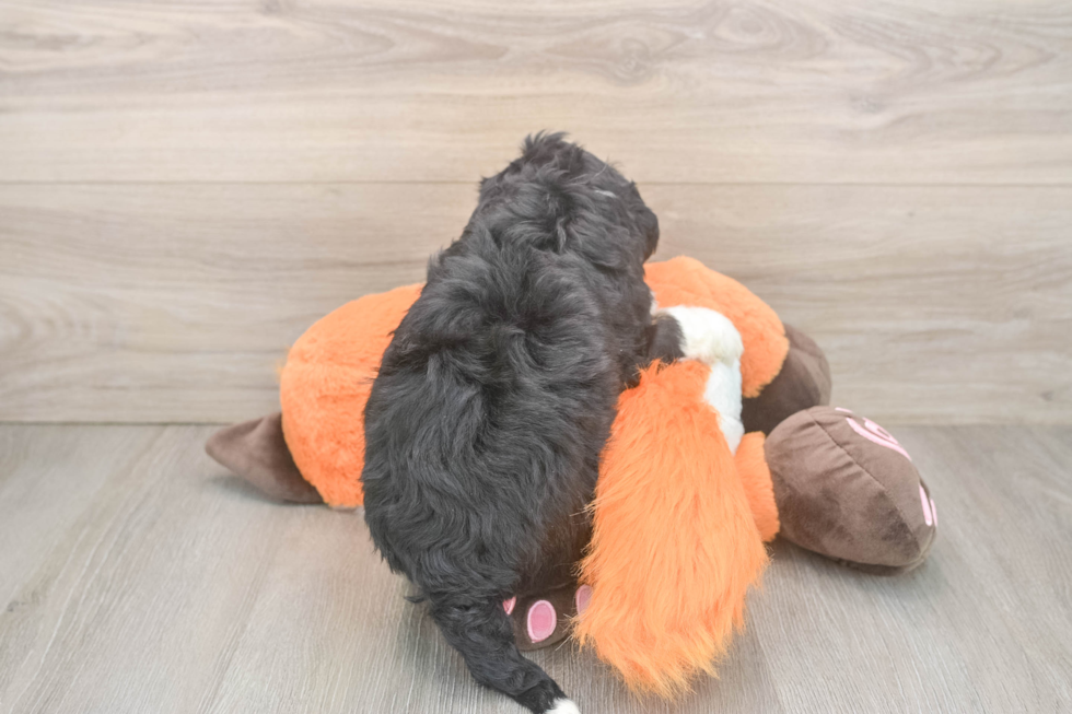 Smart Mini Bernedoodle Poodle Mix Pup