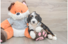 Mini Bernedoodle Pup Being Cute