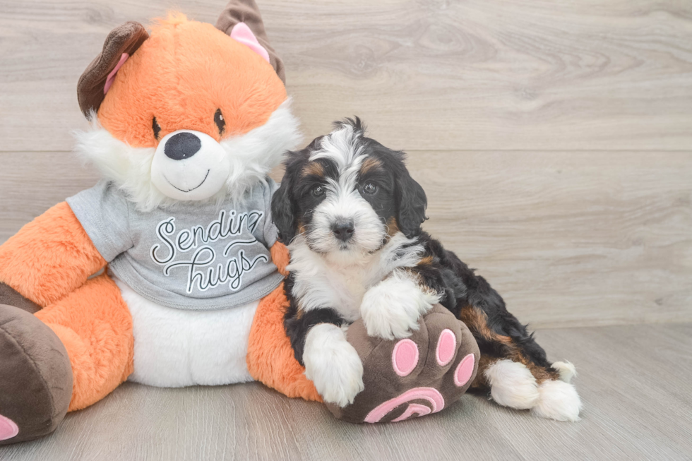 Mini Bernedoodle Pup Being Cute