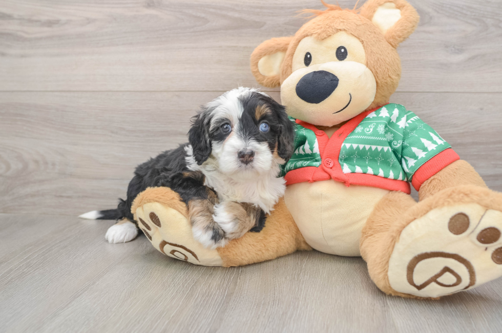 5 week old Mini Bernedoodle Puppy For Sale - Pilesgrove Pups