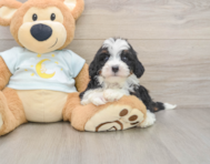 7 week old Mini Bernedoodle Puppy For Sale - Pilesgrove Pups