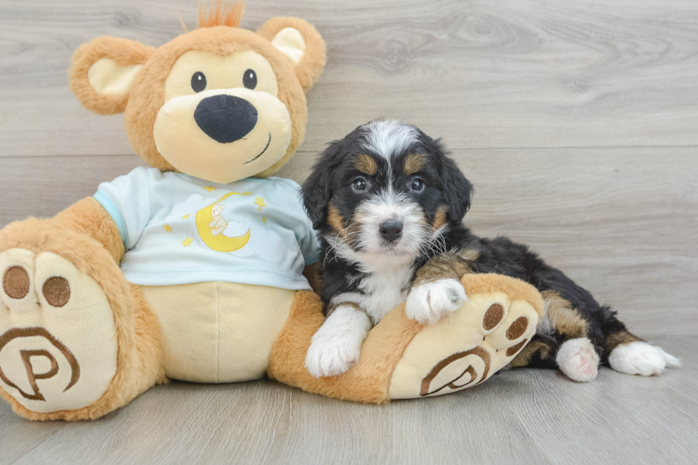 Best Mini Bernedoodle Baby