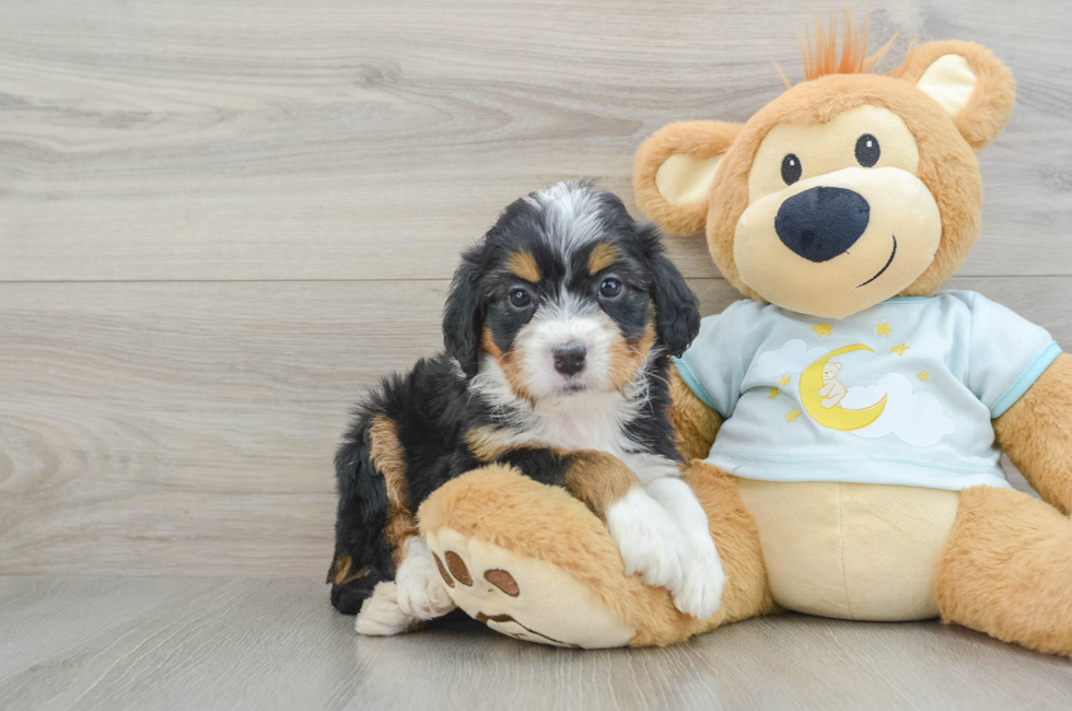 5 week old Mini Bernedoodle Puppy For Sale - Pilesgrove Pups