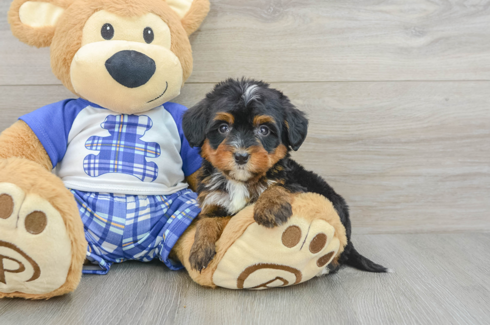 7 week old Mini Bernedoodle Puppy For Sale - Pilesgrove Pups