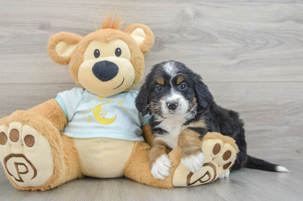 5 week old Mini Bernedoodle Puppy For Sale - Pilesgrove Pups