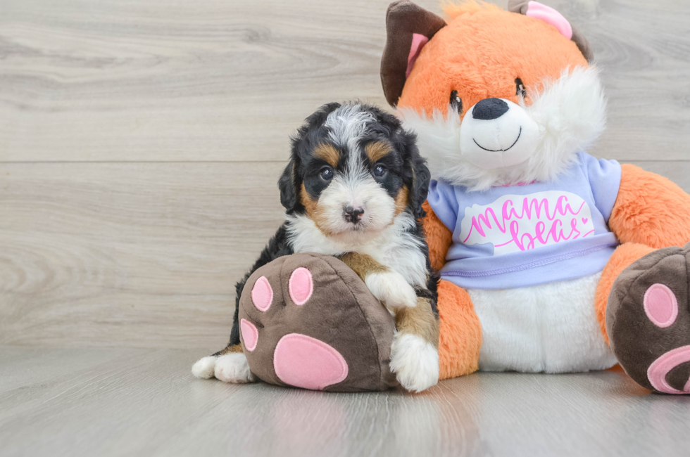 6 week old Mini Bernedoodle Puppy For Sale - Pilesgrove Pups