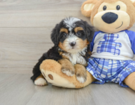 8 week old Mini Bernedoodle Puppy For Sale - Pilesgrove Pups