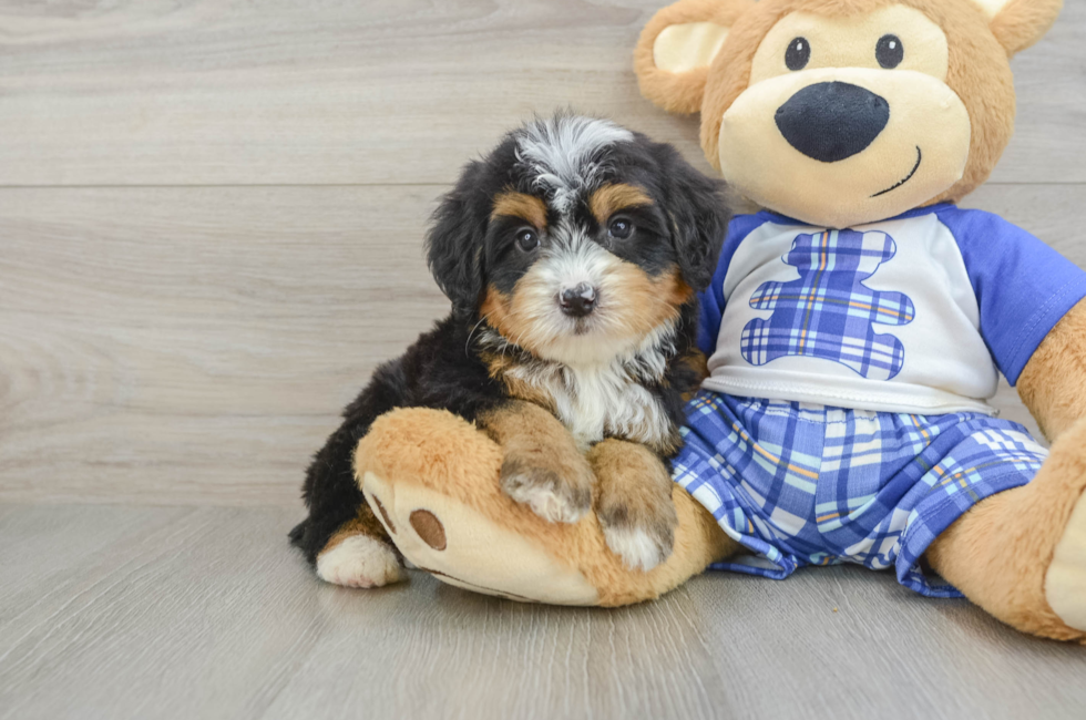 7 week old Mini Bernedoodle Puppy For Sale - Pilesgrove Pups