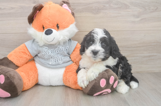 Mini Bernedoodle Puppy for Adoption