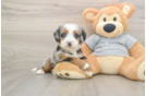 Smart Mini Bernedoodle Poodle Mix Pup