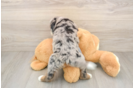 Best Mini Bernedoodle Baby