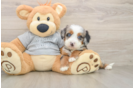 Fluffy Mini Bernedoodle Poodle Mix Pup