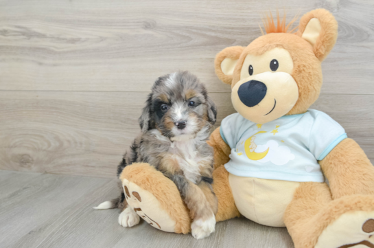 Adorable Mini Bernese Poodle Poodle Mix Puppy