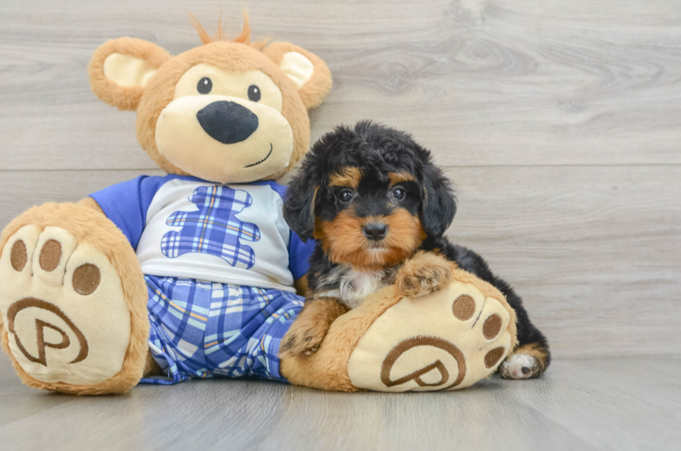 7 week old Mini Bernedoodle Puppy For Sale - Pilesgrove Pups