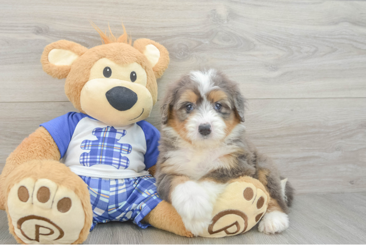 Mini Bernedoodle Puppy for Adoption