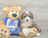 7 week old Mini Bernedoodle Puppy For Sale - Pilesgrove Pups