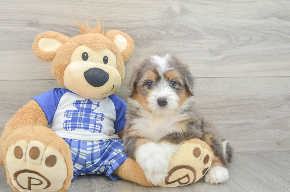 5 week old Mini Bernedoodle Puppy For Sale - Pilesgrove Pups
