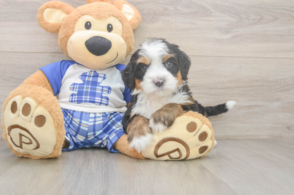 5 week old Mini Bernedoodle Puppy For Sale - Pilesgrove Pups