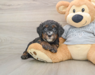 8 week old Mini Bernedoodle Puppy For Sale - Pilesgrove Pups