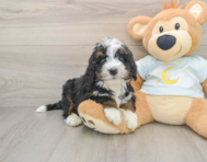 7 week old Mini Bernedoodle Puppy For Sale - Pilesgrove Pups