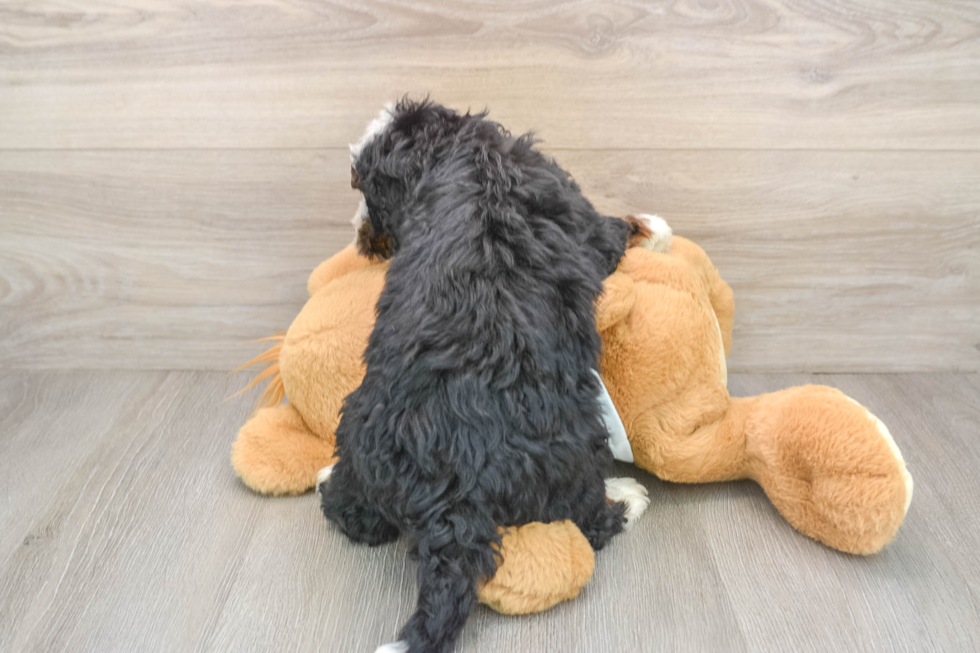 Small Mini Bernedoodle Baby
