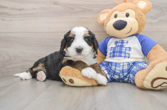 Smart Mini Bernedoodle Poodle Mix Pup