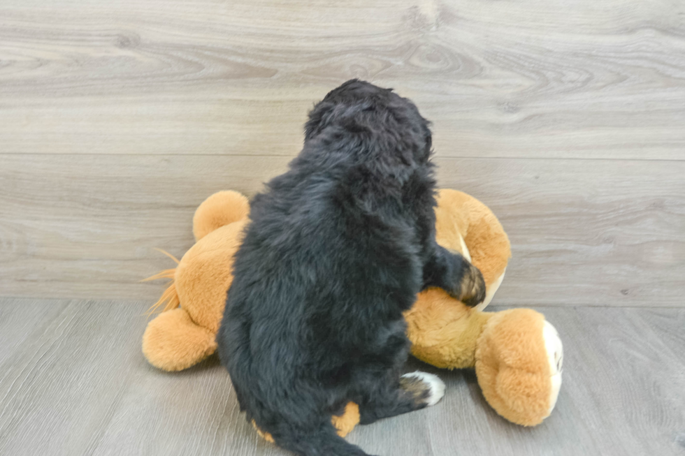 Cute Mini Bernedoodle Baby