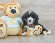 8 week old Mini Bernedoodle Puppy For Sale - Pilesgrove Pups