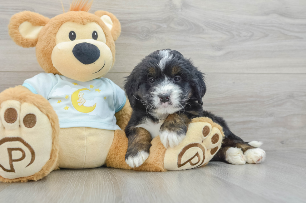 5 week old Mini Bernedoodle Puppy For Sale - Pilesgrove Pups