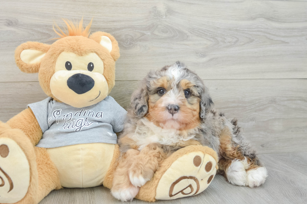 6 week old Mini Bernedoodle Puppy For Sale - Pilesgrove Pups