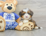 8 week old Mini Bernedoodle Puppy For Sale - Pilesgrove Pups