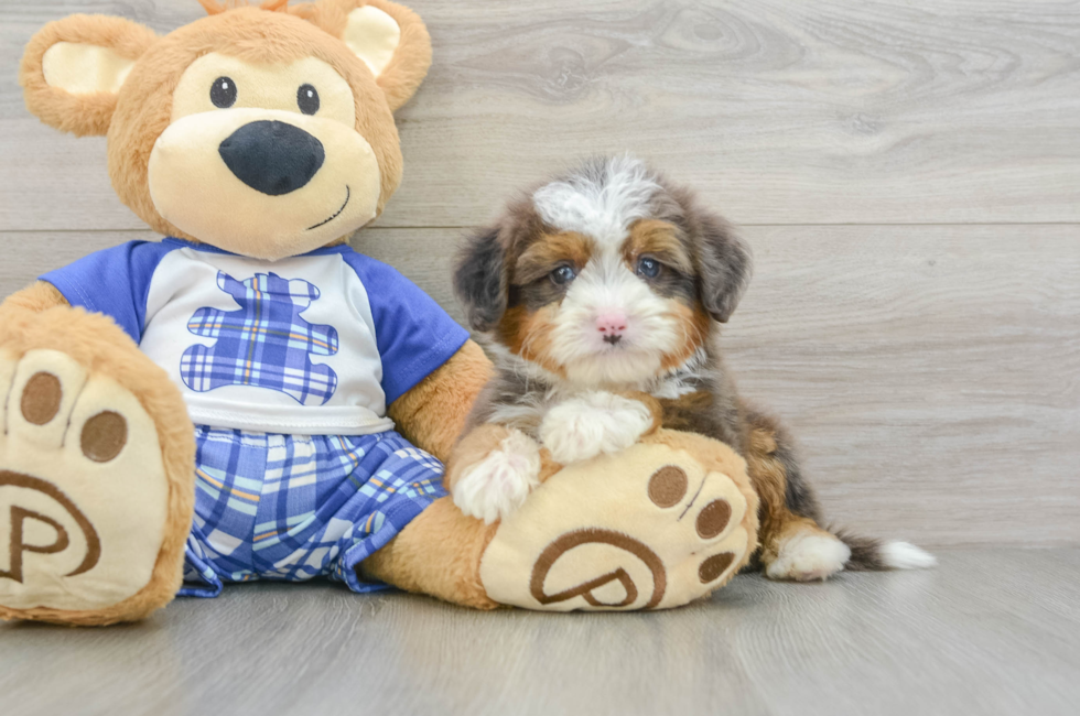 7 week old Mini Bernedoodle Puppy For Sale - Pilesgrove Pups