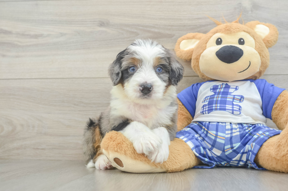 5 week old Mini Bernedoodle Puppy For Sale - Pilesgrove Pups