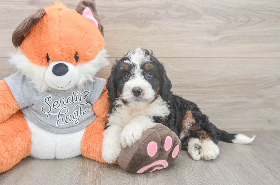 6 week old Mini Bernedoodle Puppy For Sale - Pilesgrove Pups
