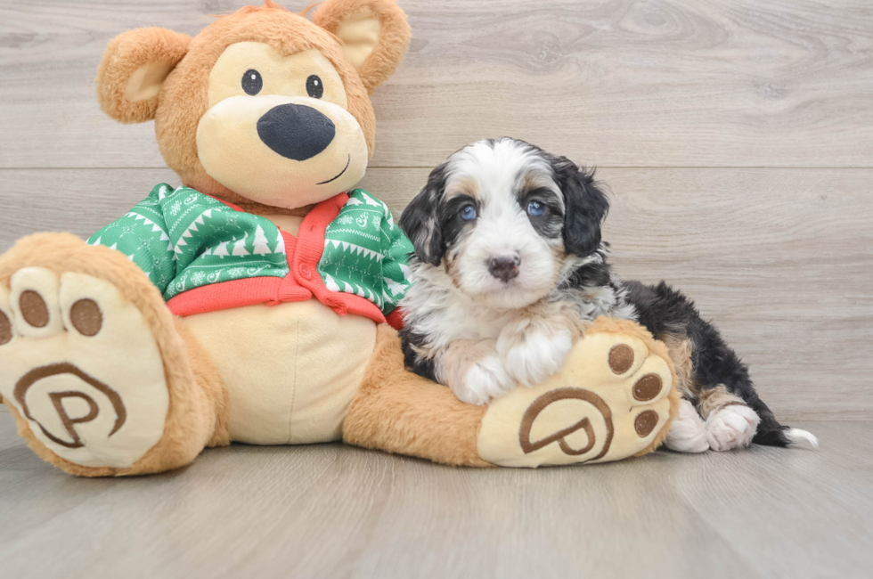 5 week old Mini Bernedoodle Puppy For Sale - Pilesgrove Pups