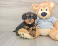 8 week old Mini Bernedoodle Puppy For Sale - Pilesgrove Pups